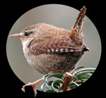 Wren