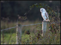 Image Barn Owl 001