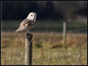 Barn Owls