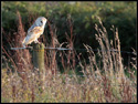 Image Barn Owl 007
