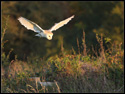 Image Barn Owl 009