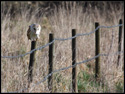 Image Barn Owl 010