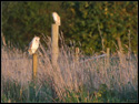 Image Barn Owl 016