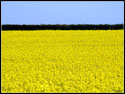 Oilseed
