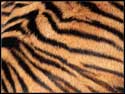 Tiger Skin