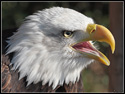 Bald Eagle (Haliaeetus leucocephalus)