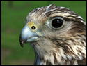 Gyr Saker (Female)