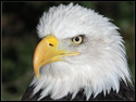 Bald Eagle (Haliaeetus leucocephalus)