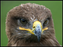 Steppe Eagle (Aquila nipalensis)