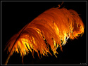 Orange Feather