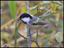 Coal Tit 2