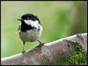 Coal Tit