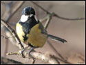 Great Tit 2