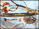 Long Tailed Tit hanging