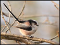 Long Tailed Tit