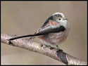 Long Tailed Tit 2