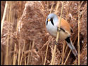 Male Bearded Tit