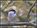 Willow Tit