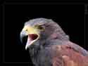 harris hawk 1024
