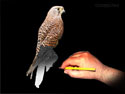 drawing kestrel