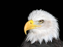 Bald Eagle Wallpaper